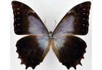 MORPHO THESEUS SCHWEITZERI